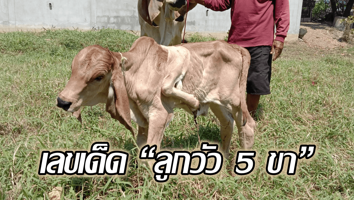 image-เผยเลขเด็ด “ลูกวัว 5 ขา” ชาวบ้านเชื่อเป็นลูกวัวนำโชค