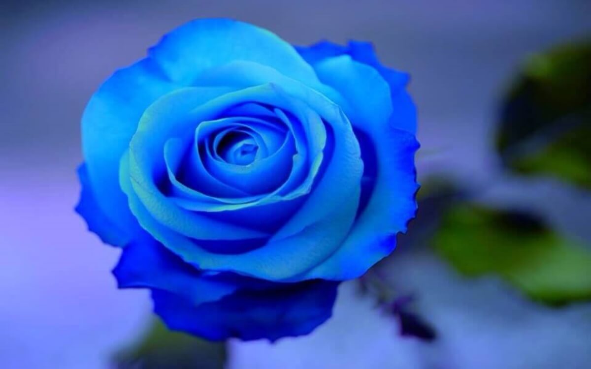 ดอกกุหลาบสีน้ำเงิน