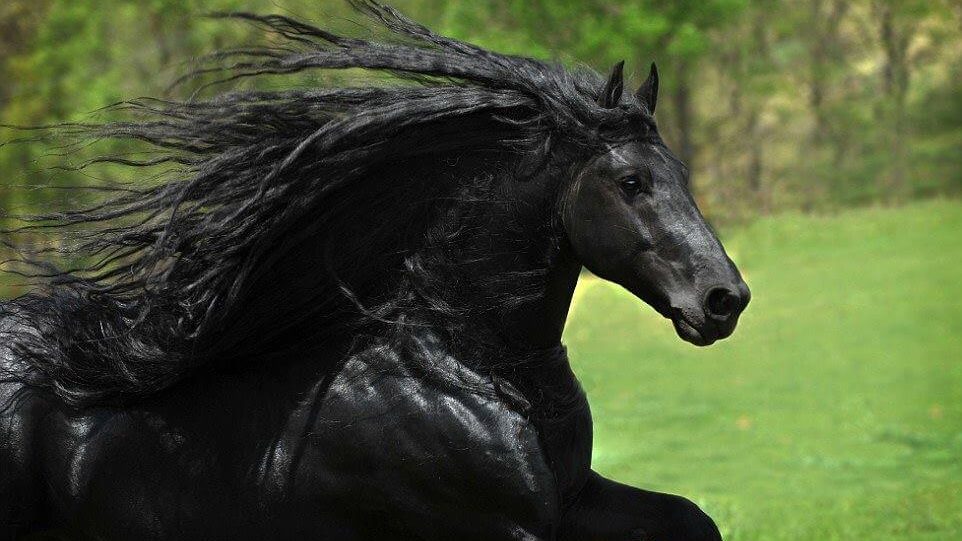 ม้าดำ